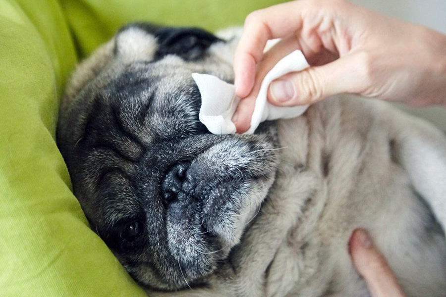 Pet Wipes